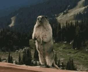 202006b09.gif